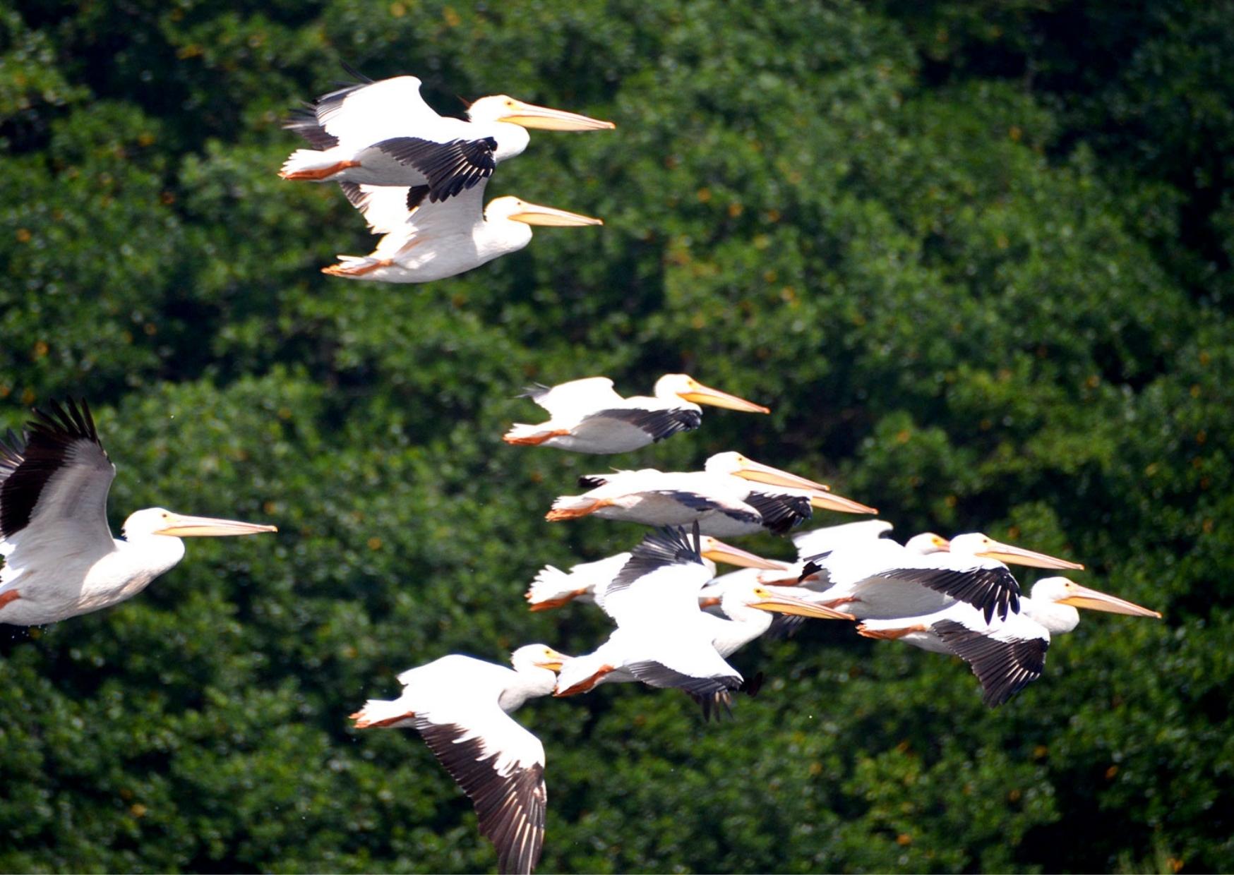 Aves migratorias sobrevuelan una zona de manglar en Quintana Roo, uno de los ecosistemas que sirven como refugio, descanso y alimentación durante sus rutas por el Caribe mexicano.