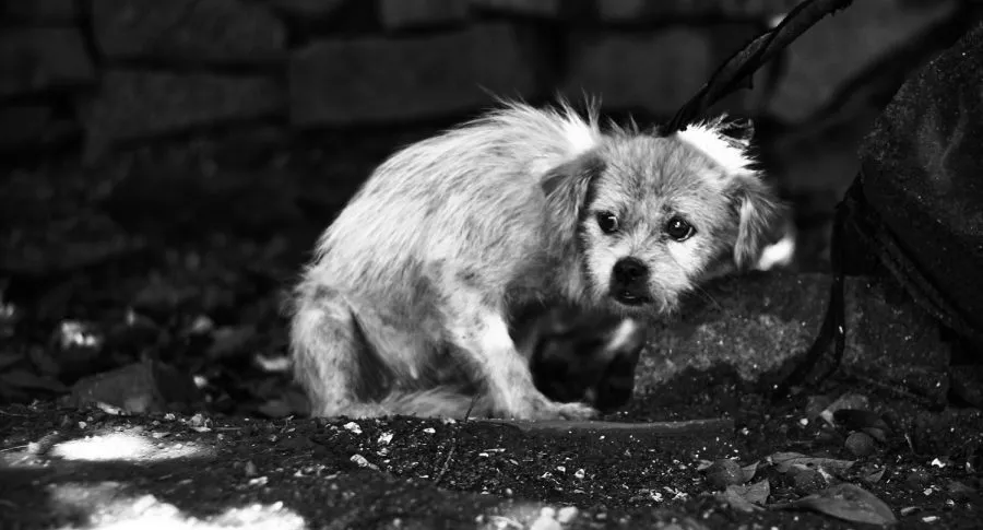 Perro atado bajo la lluvia en las calles de arena de Holbox, representando la necesidad de implementar protocolos de bienestar animal y turismo responsable en la isla
