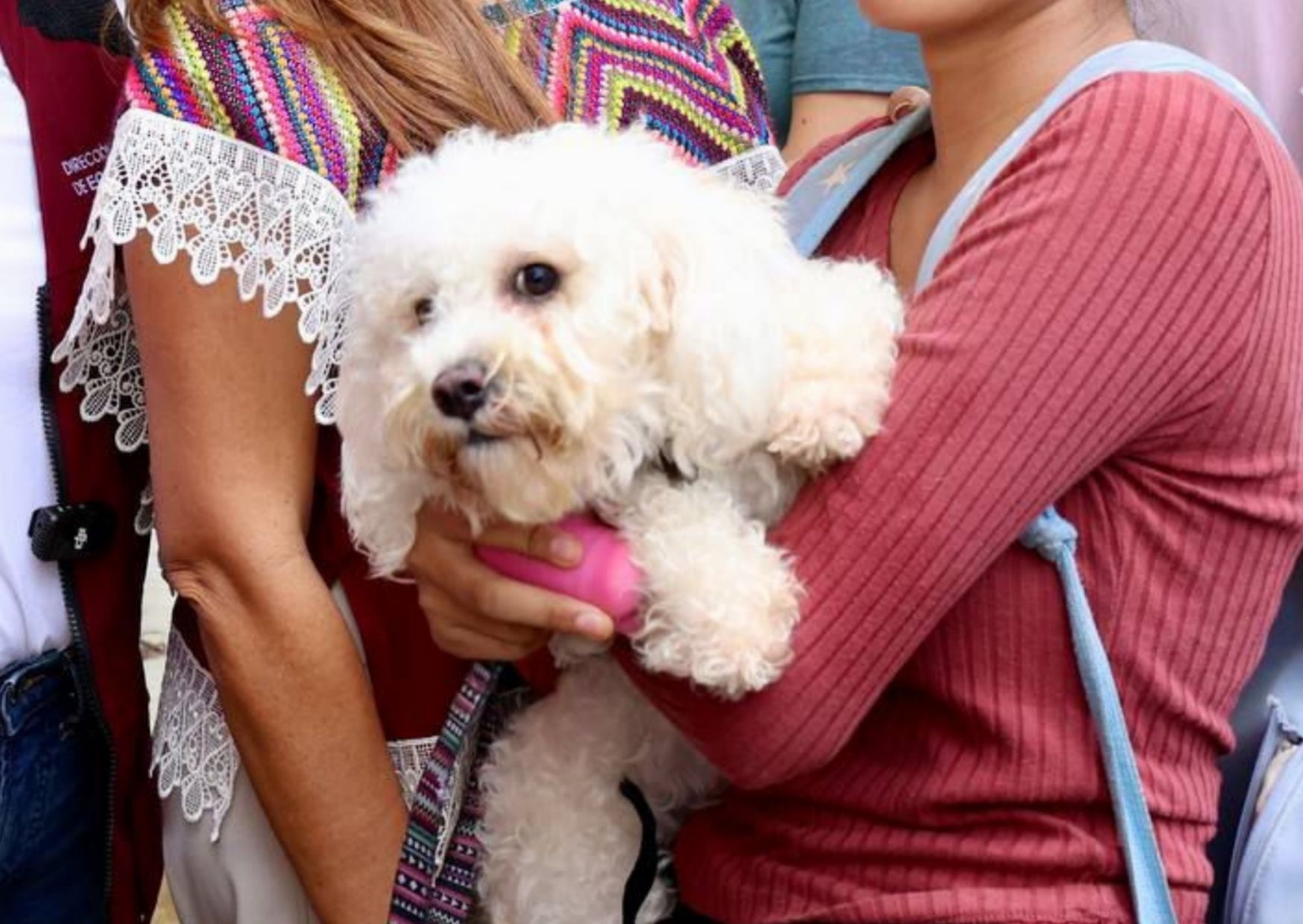 Persona sostiene la pata de un perro.