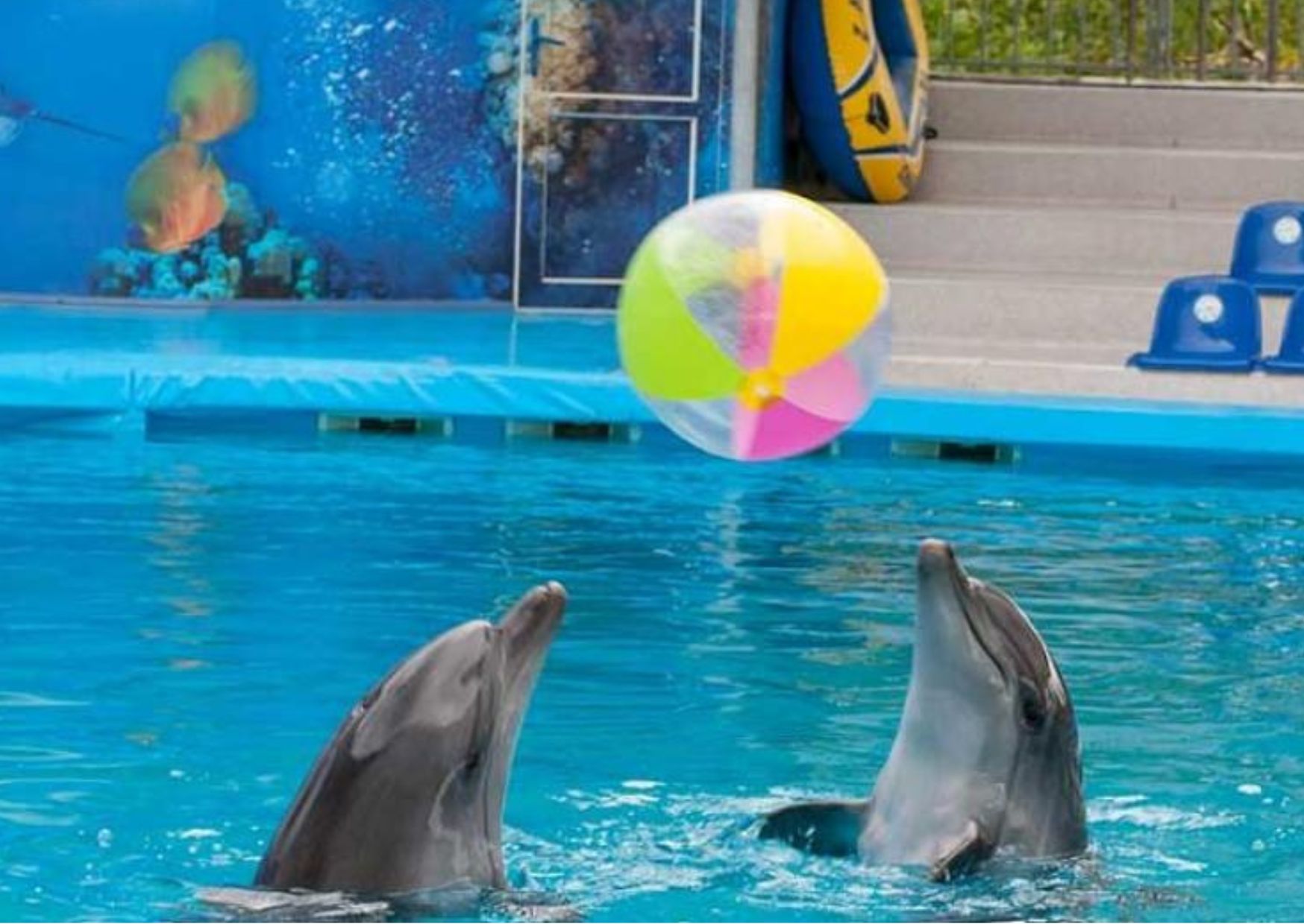 Los delfines bajo cuidado profesional necesitarán alimentación y atención veterinaria durante el resto de sus vidas.