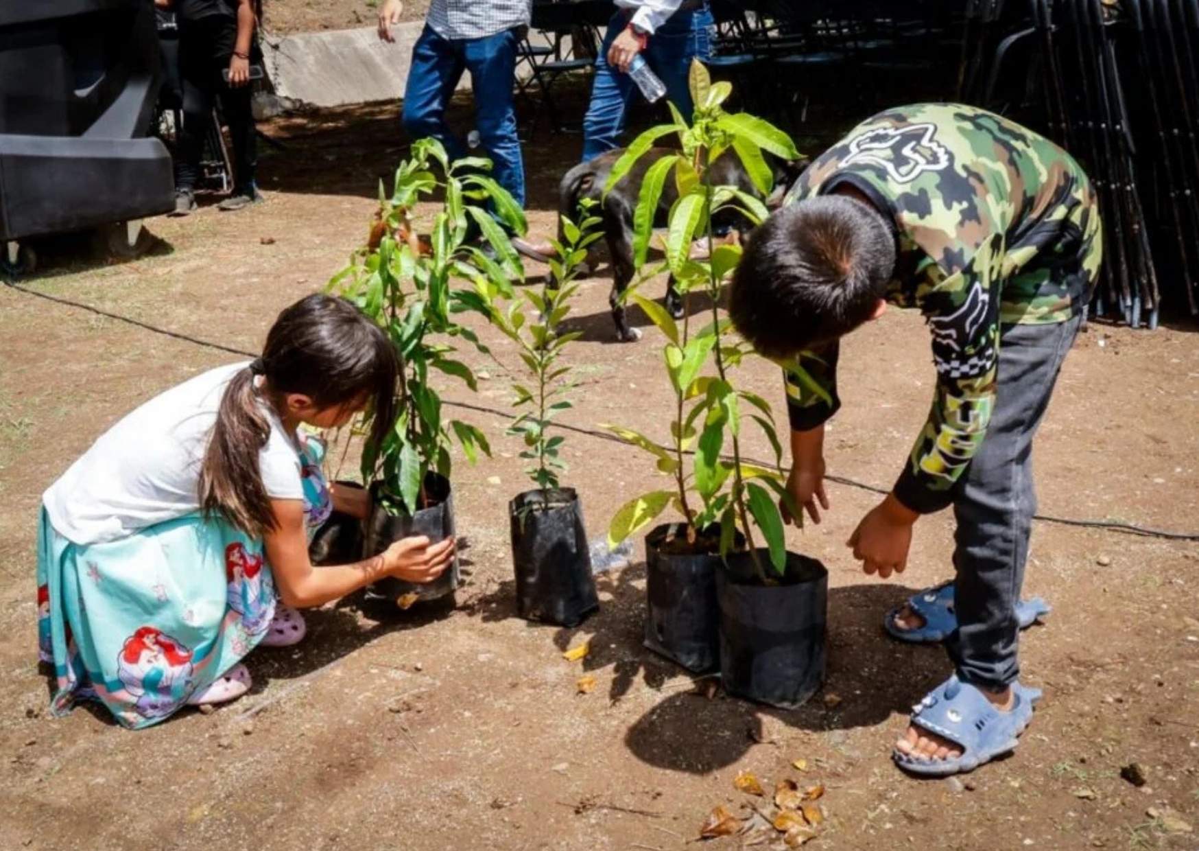 Día del Árbol en Cancún con arbolado urbano para reducir calor en calles
