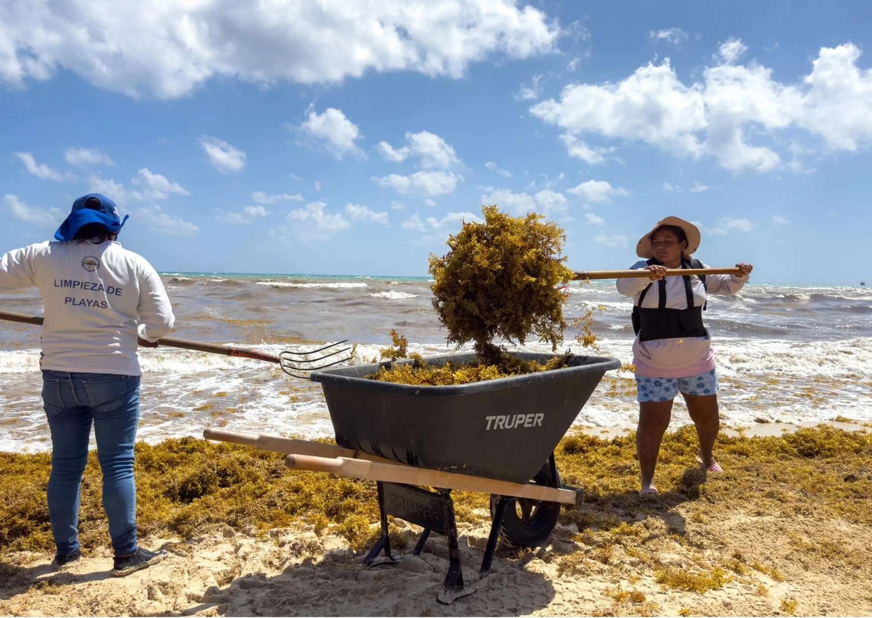 Quintana Roo enfrenta una temporada intensa de sargazo, con miles de toneladas recolectadas y una operación que requiere trazabilidad desde la playa hasta su destino final.