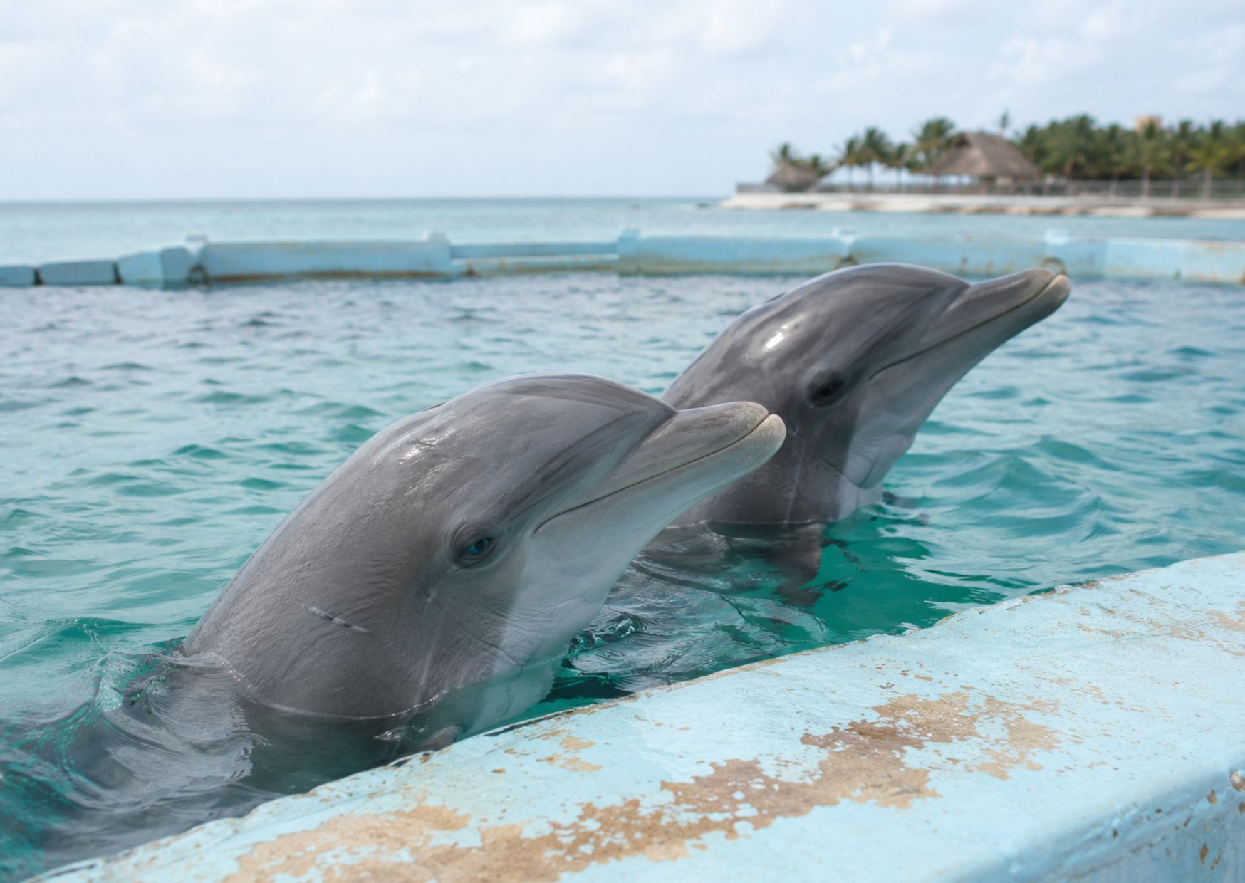 Organizaciones denuncian ceguera, daños dentales y hasta un posible cáncer avanzado entre los ejemplares asegurados en Dolphin Discovery Cancún