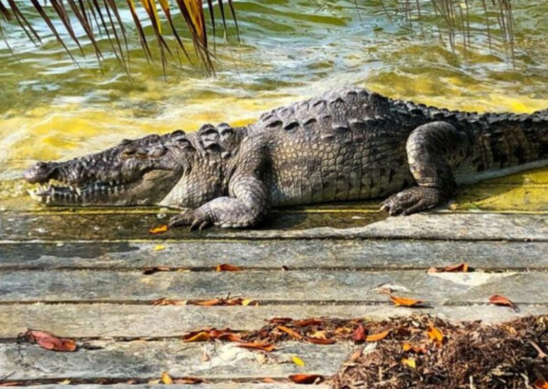 El cocodrilo fue localizado con la boca y las extremidades sujetas cerca de Isla Dorada.