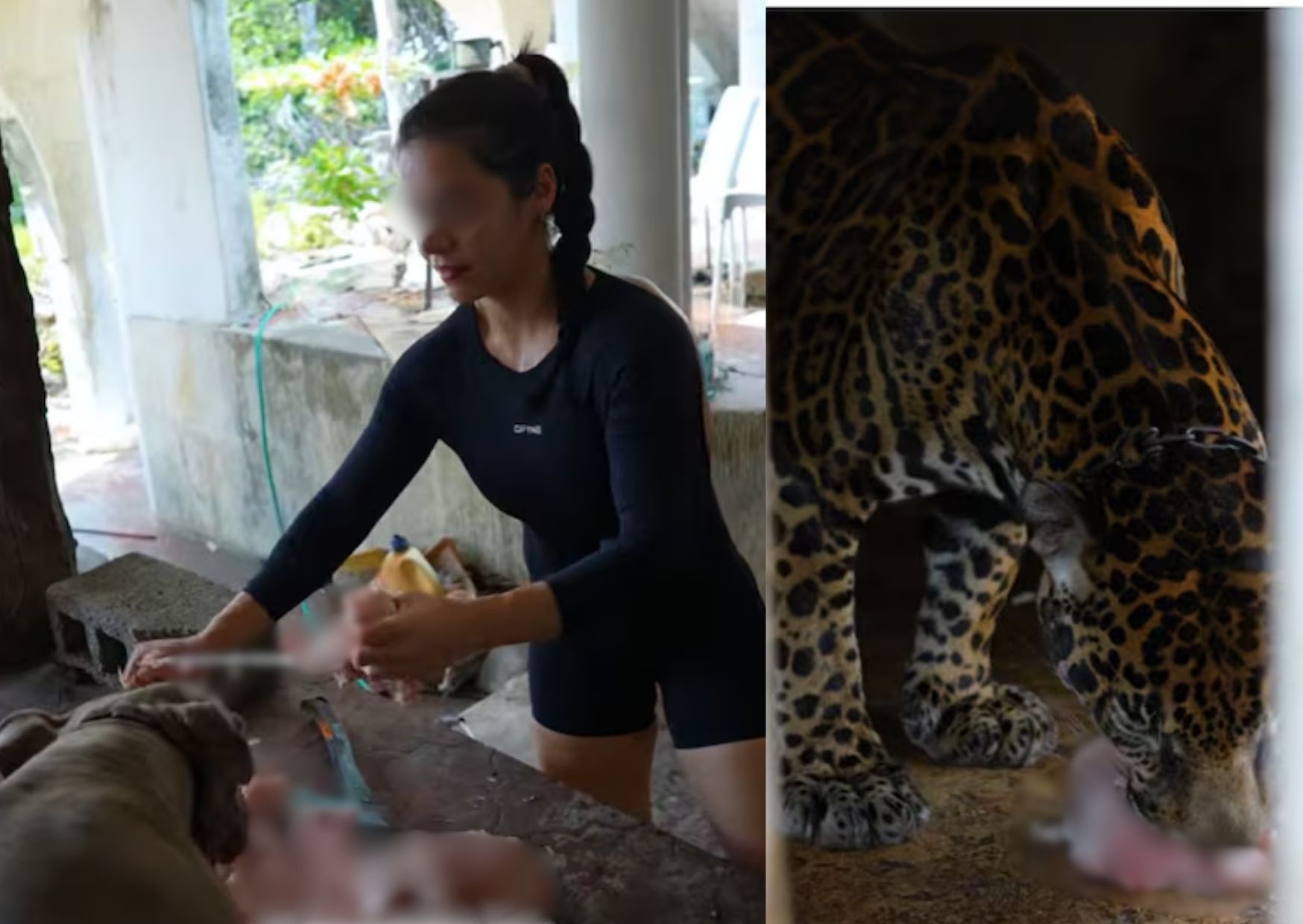 Videos recientes muestran a influencers preparando alimento para el jaguar de Pepe Tigre.
