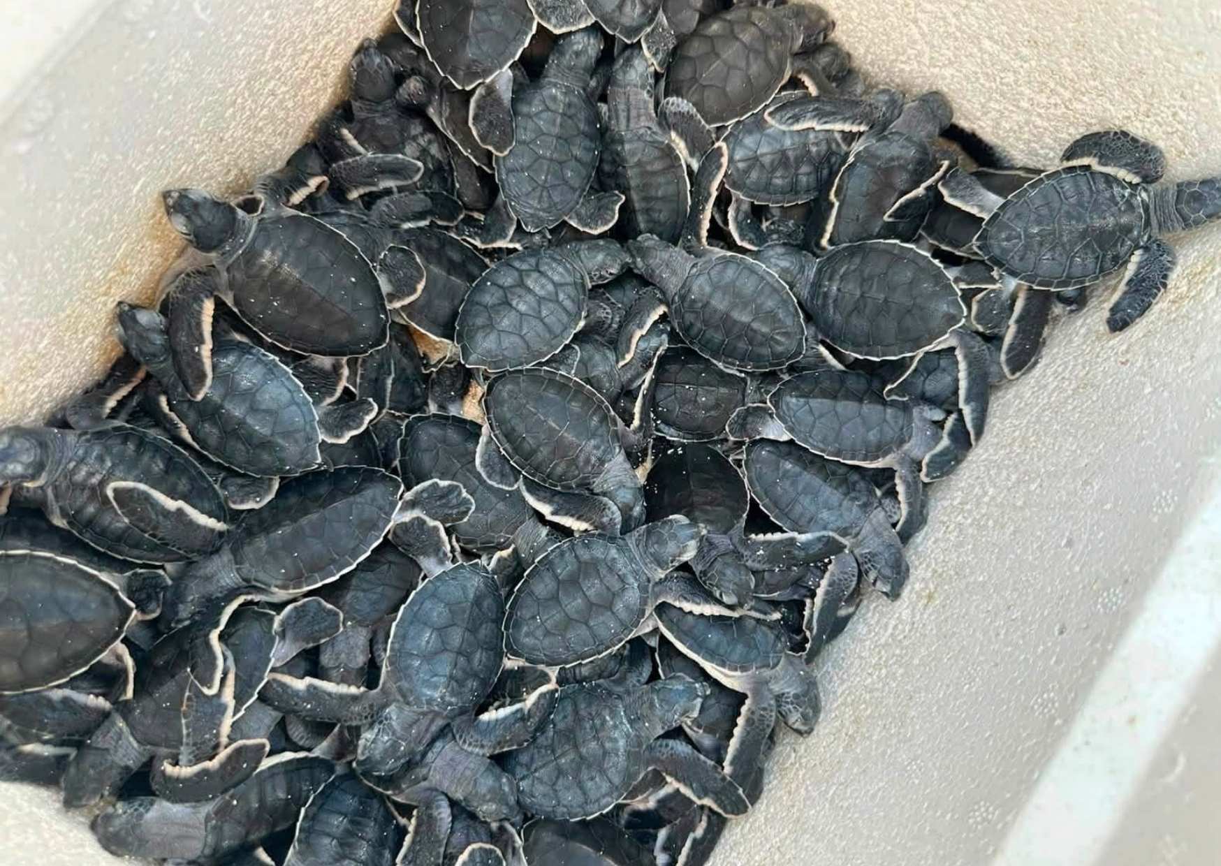 El calor está acortando aproximadamente una semana la incubación de tortugas marinas en Cancún.